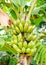 This banana bunch is almost ripe. It is a very nice bunch, no scratch, no mark. There also are green banana leaves in the picture