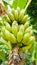 This banana bunch is almost ripe. It is a very nice bunch, no scratch, no mark. There also are green banana leaves in the picture