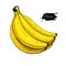 Banana bunch vector drawing. Isolated hand drawn object on white background. Summer fruit artistic