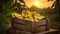 Banana bunches harvested in a wooden box in banana plantation with sunset.