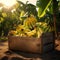 Banana bunches harvested in a wooden box in banana plantation with sunset.