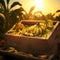 Banana bunches harvested in a wooden box in banana plantation with sunset.