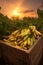 Banana bunches harvested in a wooden box in banana plantation with sunset.