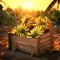 Banana bunches harvested in a wooden box in banana plantation with sunset.