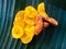 Banana chips with jaggery coated banana chips on a banana leaf.