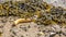 Banana and Closeup of colorful Bladder Wrack Fucus vesiculosus