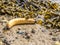 Banana and Closeup of colorful Bladder Wrack Fucus vesiculosus