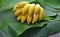 Banana cluster