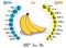 Banana composition table. Vitamins and minerals found in bananas. Calories, Proteins, Fats, Carbs