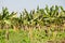 Banana crops, Myanmar