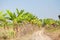 Banana crops, Myanmar