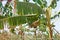 Banana crops, Myanmar