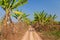 Banana crops, Myanmar