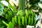 Banana cultivation and a great fruit of the world