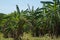 Banana cultivation Koh Lanta, in southern Thailand.