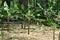 Banana cultivation in sri lanka