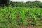 Banana cultivation, Thailand