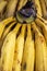 Banana Da Terra bunch, in Portuguese, one of the many banana varieties