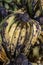 Banana Da Terra bunch, in Portuguese, one of the many banana varieties