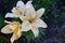 Banana day lily blossom close-up, white petal with yellow gradient, garden flower