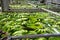 Banana factory on La Palma, Canary islands, Spain, once harvested, big bananas bunches.transported to packing sheds.for inspection