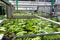 Banana factory on La Palma, Canary islands, Spain, once harvested, big bananas bunches.transported to packing sheds.for inspection