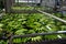 Banana factory on La Palma, Canary islands, Spain, once harvested, big bananas bunches.transported to packing sheds.for inspection