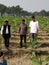 Banana farming by drip errigation in india