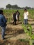 Banana farming by drip errigation in india