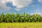 Banana field,banana farm with blue sky background.