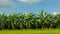 Banana field,banana farm with blue sky background.