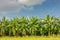 Banana field,banana farm with blue sky background.