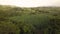 Banana field plantation on island Martinique, French Caribbean island.