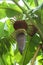 Banana flower