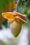 Banana flower