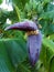 banana flower, blossom bananas tree, opened petal fo banana bush, vertical view.