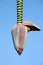 Banana flower and blue sky