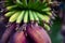 A banana flower closeup where the plants ovaries are growing into banana fruits