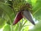 Banana Flower or Musa paradisiaca -image