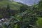 Banana forest on the mountain with village below