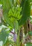 Banana Fruit Growing on a Banana Plant with Flower