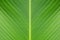 Banana green leaf closeup background use us space for text or image backdrop design.