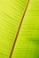 Banana green sunny leaf