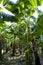 Banana grove, plantation. Banana trees with green ripening bananas. Harvest coming soon. Vertical photo. Close-up.