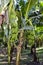 Banana grove, plantation. Banana trees with ripening bananas. Harvest coming soon. Vertical photo. Close-up.