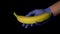 Banana in hand in blue protective gloves on a black background.