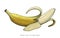 Banana hand drawing engraving style