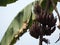 Banana have dark red shell Scientific name Musa acuminata , Bananas blossom and results flower fruit on tree in garden on blurred