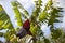 Banana heart on fruit tree