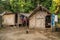 Banana houses. Fanla village,Ambrym island, Malampa prov, Vanuatu.